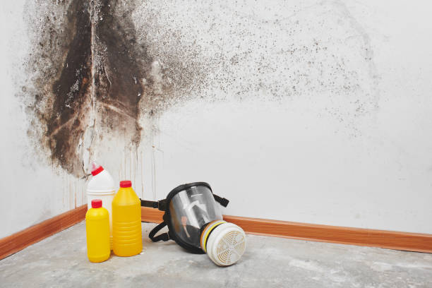 Best Commercial Mold Removal  in Brookville, OH