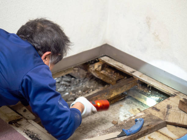 Best Home Mold Removal  in Brookville, OH