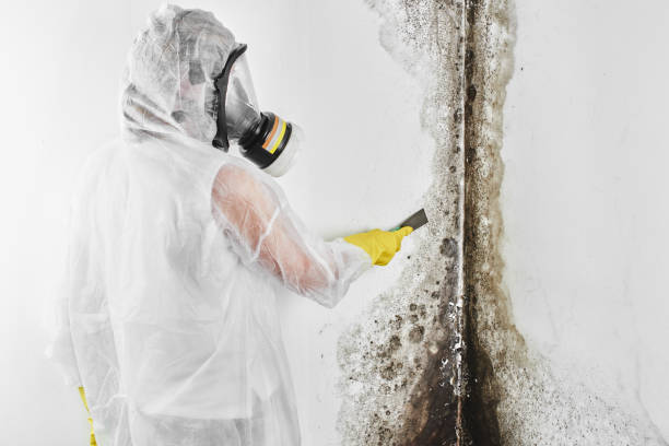 Best Best Mold Removal Companies  in Brookville, OH