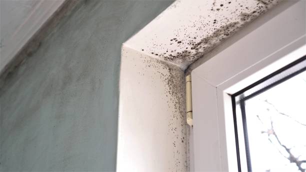 Best Mold Removal Specialists  in Brookville, OH
