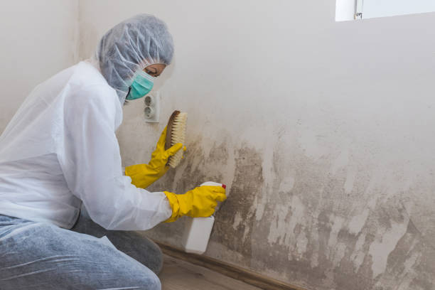 Best Certified Mold Removal  in Brookville, OH
