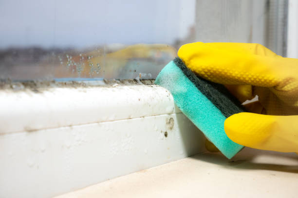 Best Mold Cleaning Services  in Brookville, OH