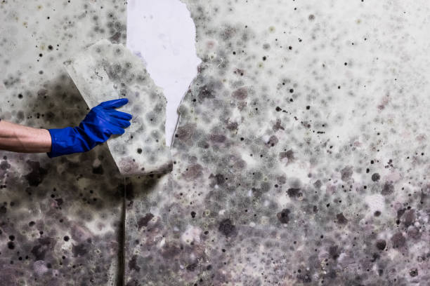 Best Residential Mold Removal  in Brookville, OH