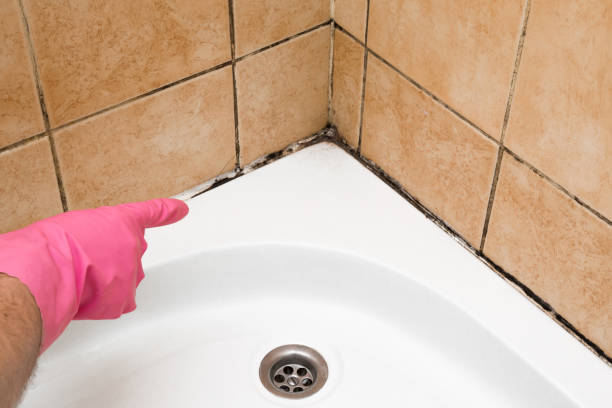 Best Same-Day Mold Removal  in Brookville, OH