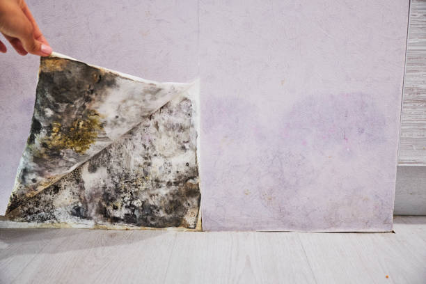 Best Certified Mold Removal  in Brookville, OH